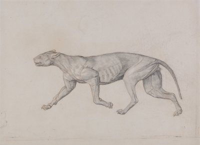 A Comparative Anatomical Exposition of the Structure of the Human Body with That of a Tiger and a Cow by George Stubbs